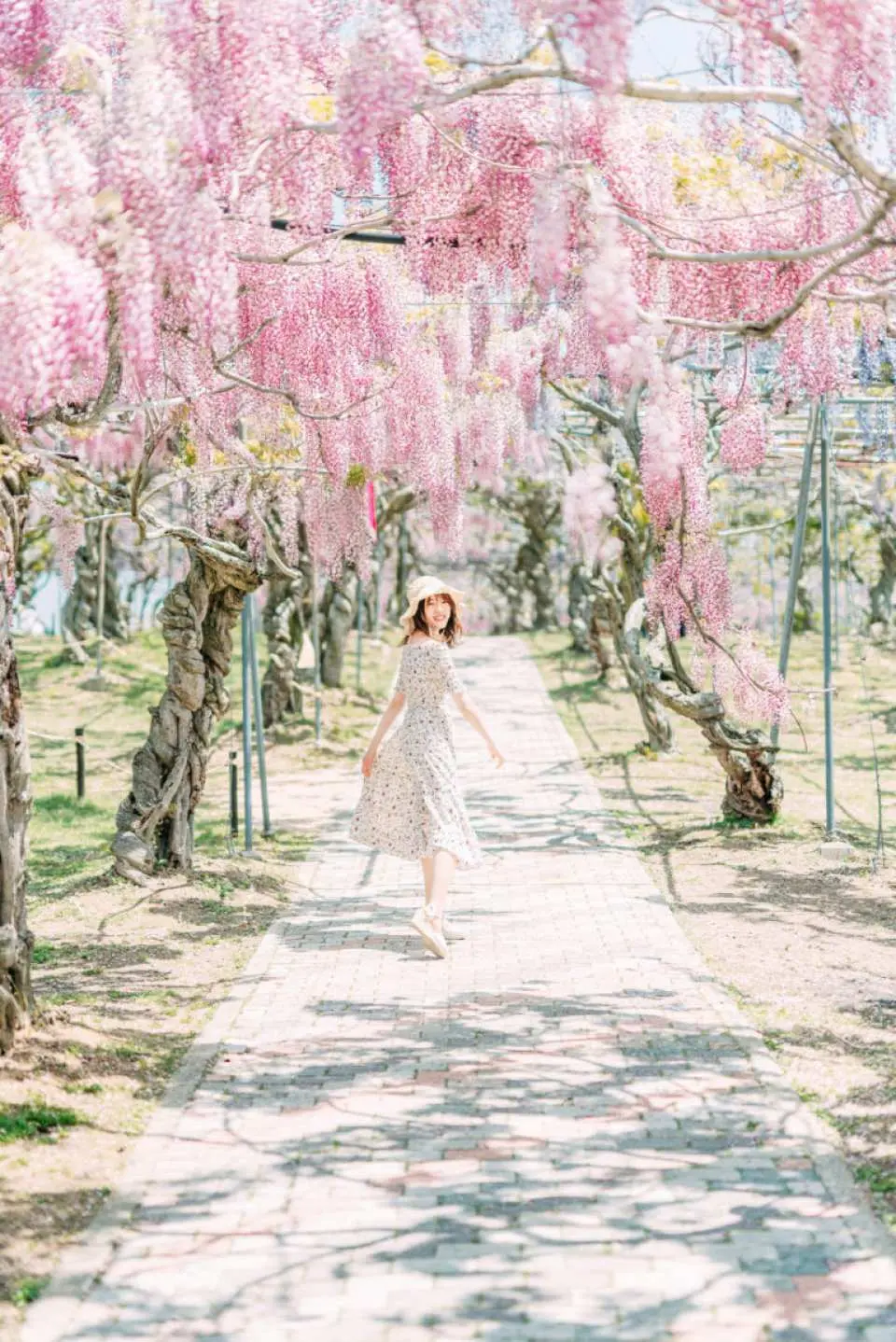 通路をまたぎ上空を登るように仕立てられたふじ。歩きながら見上げる景色は圧巻です