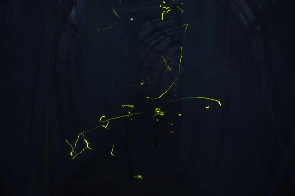 您可以看到 500 多隻螢火蟲在半室外的圓頂上翩翩起舞、閃閃發光。