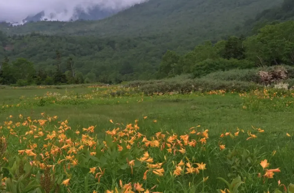 Let's enjoy the scenery of flowers and majestic Mt. Hakuba