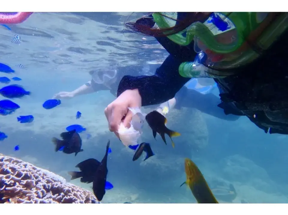 沖縄恩納村でのシュノーケリング中の水中餌やり風景。観光客が餌を持ち、多様な熱帯魚に囲まれ、豊かな海洋生態系を体験しています。