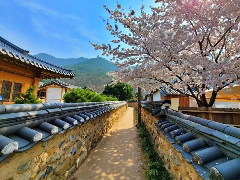 남평문씨본리세거리 벚꽃