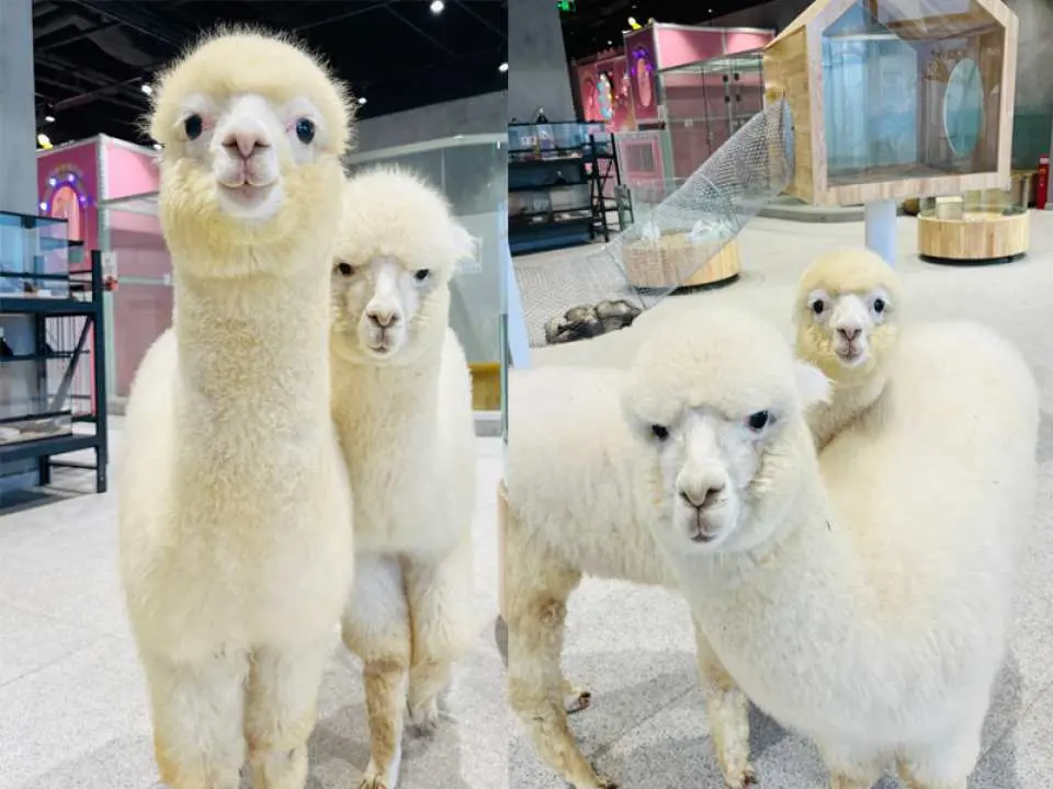 深圳Lollypet萌寵樂園可愛羊駝特寫，兩隻白色羊駝在寬敞的室內區域好奇地看著鏡頭，提供零距離互動體驗。