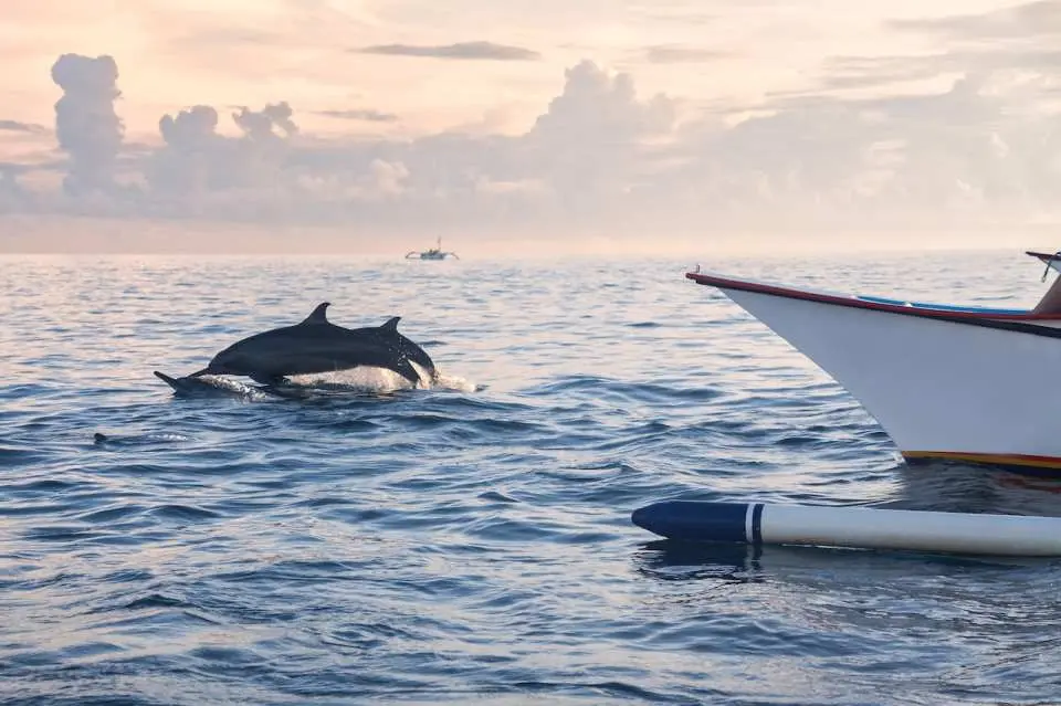 Marvel at the captivating sight of dolphins joyfully swimming alongside your boat
