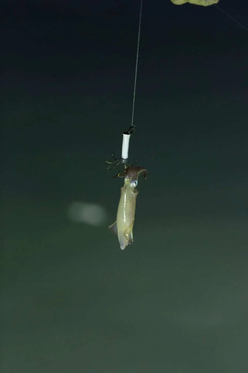 包釣墨魚工具，可即場代煮 或 帶走所釣到的新鮮墨魚