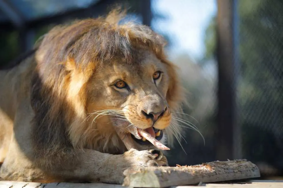 岩の上や広い展示場でたたずむライオン。獣害駆除されたシカ肉を活用した屠体給餌では、骨付きの肉をかぶりつく大迫力の様子を見ることができます（毎週日曜日11：30から、変更になる場合があります）