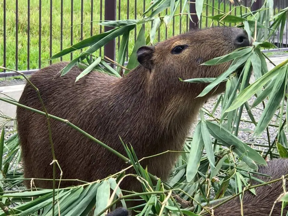 A cute capybara happily munching on green leaves at Zhang Mei Ama Farm in Yilan, offering visitors a chance for close-up feeding interactions with this popular animal.