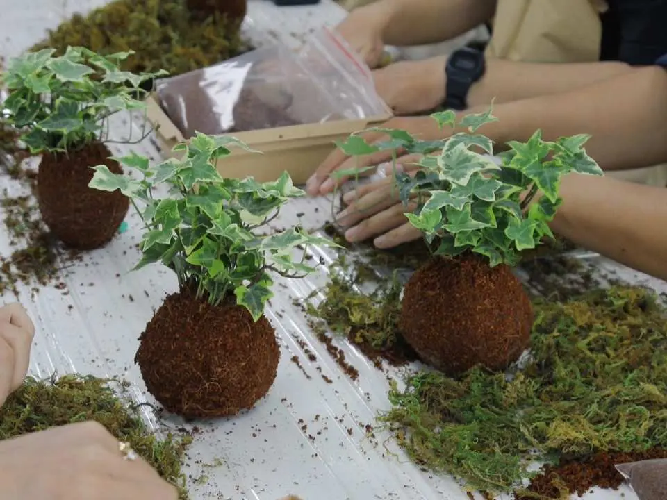 我們將逐步指導您用泥炭和苔蘚製作苔蘚球。然後選擇一種您喜歡種植在苔蘚球中的植物。顧客可將產品帶回家並獲得免費植物居家護理（顧客將植物帶到Cricket Garden使用服務））
