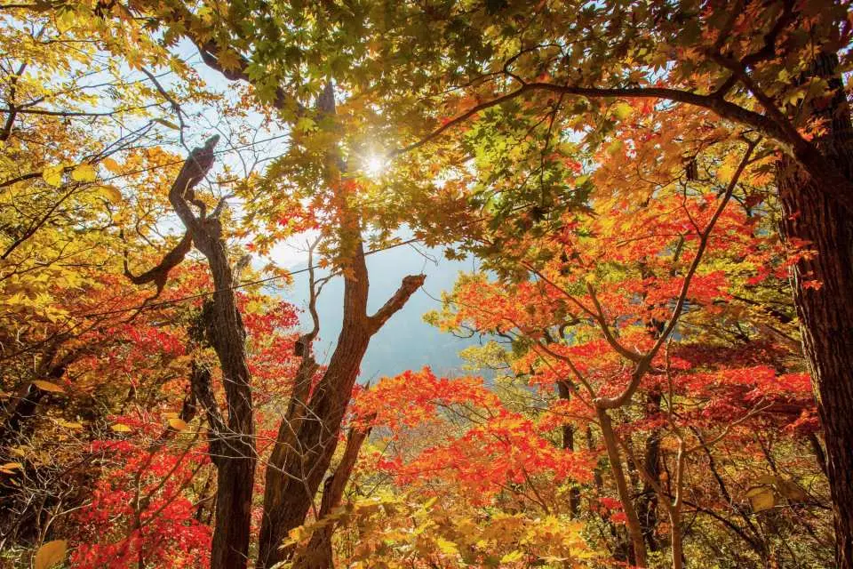 仰視內藏山充滿活力的秋季樹冠，金色的陽光穿透紅、橙、黃色楓葉的萬花筒，創造出魔幻的森林體驗。