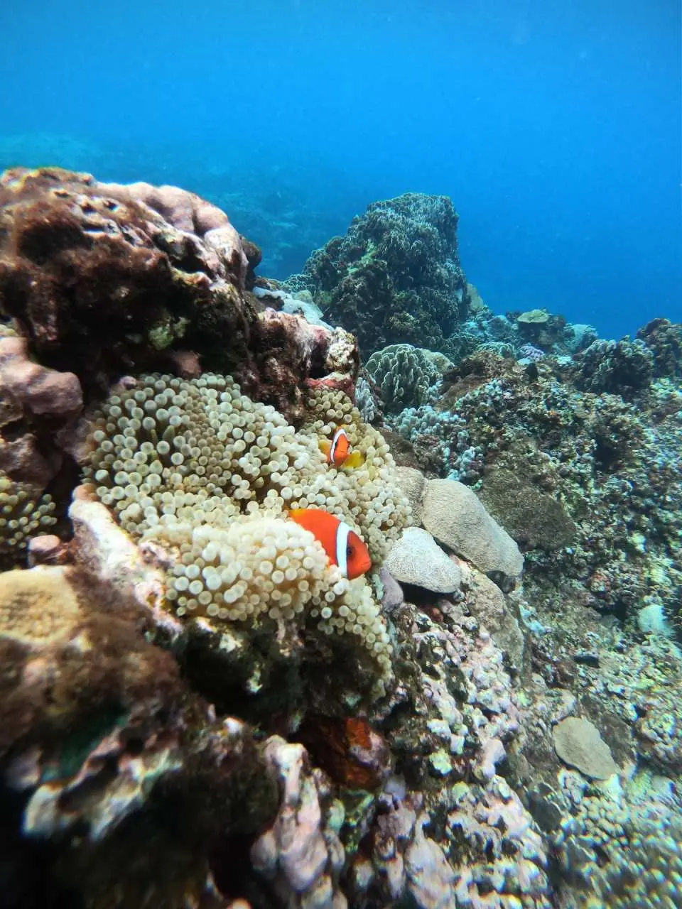 Comes with underwater photography to leave the most beautiful memories of your trip