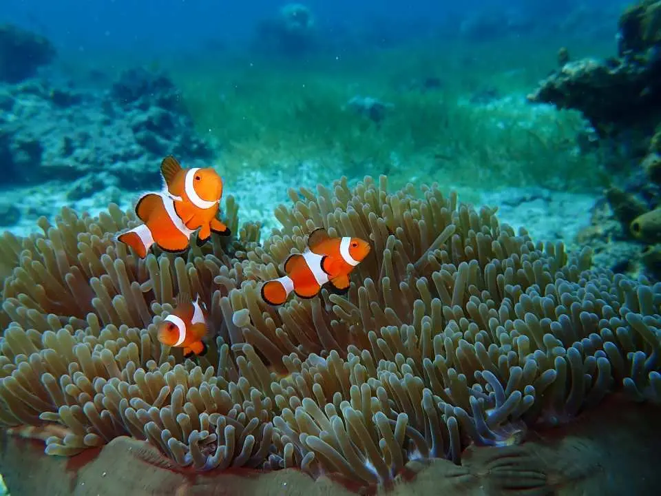 セブ島のヒルトゥガン海洋保護区で見られる、多様でカラフルな海洋生物を象徴する、イソギンチャクに安全に寄り添う3匹の魅力的なオレンジ色のクマノミです。