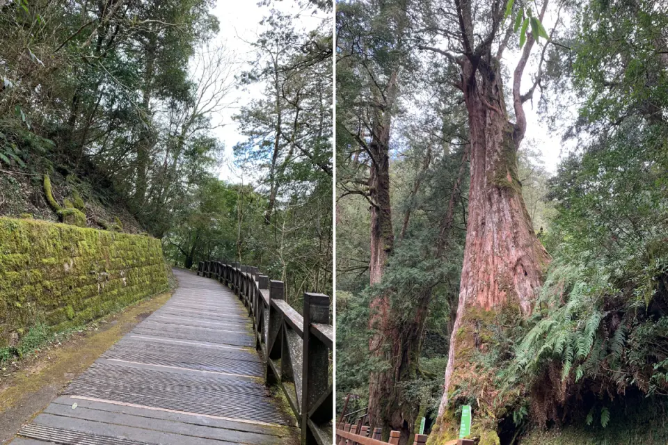 拉拉山國家森林遊樂區的兩景：左為蜿蜒於茂密森林中的木棧道，右為高聳入雲的千年紅檜神木，展現豐富的自然生態與巨木群。