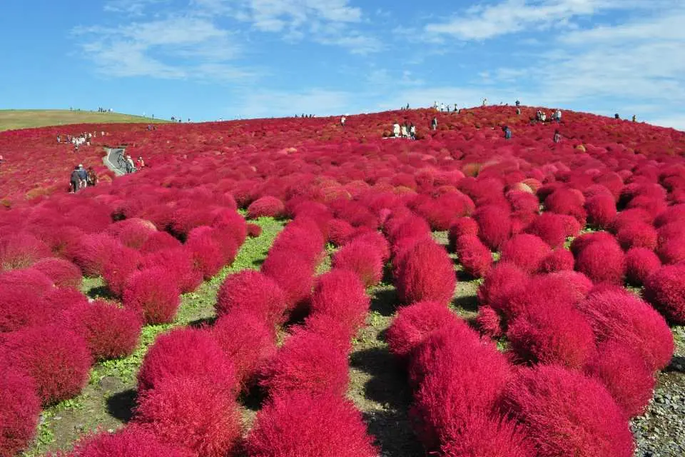 世界聞名的掃帚草絕景「日立海濱公園」