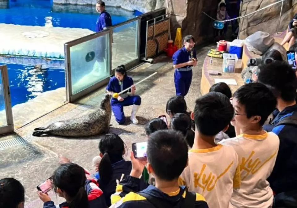 海豹近距離接觸：睇佢哋表演水中翻滾，欣賞佢地驚為天人既配合