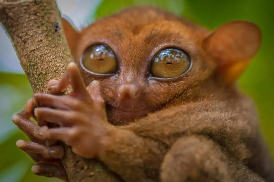 Close-up of an adorable Philippine tarsier, one of the world's smallest primates, with large round eyes clinging to a lush green tree branch in Bohol's conservation sanctuary.