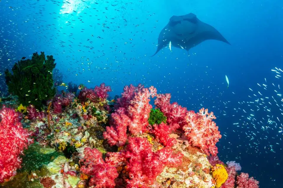 Immerse yourself in the island's terrain and wildlife. Plunge into the depths at Taka Makassar, an ideal snorkeling and diving spot. Encounter majestic Manta Rays at Manta Point, where these graceful giants with up to 2-meter wingspans gracefully glide.