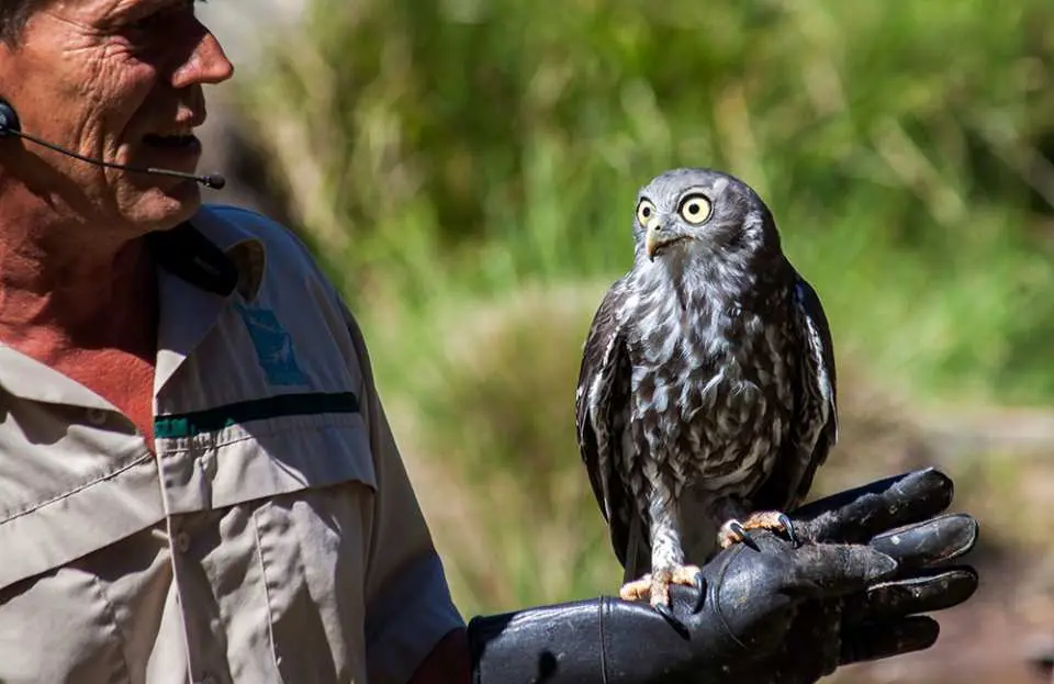 See iconic Australian Wildlife at Healesville Sanctuary