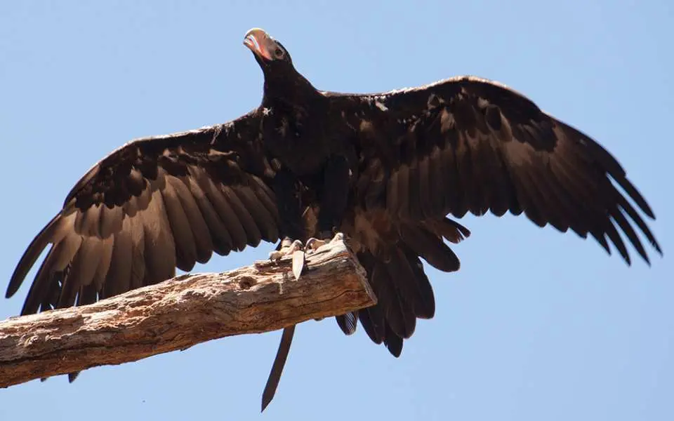 See iconic Australian Wildlife at Healesville Sanctuary