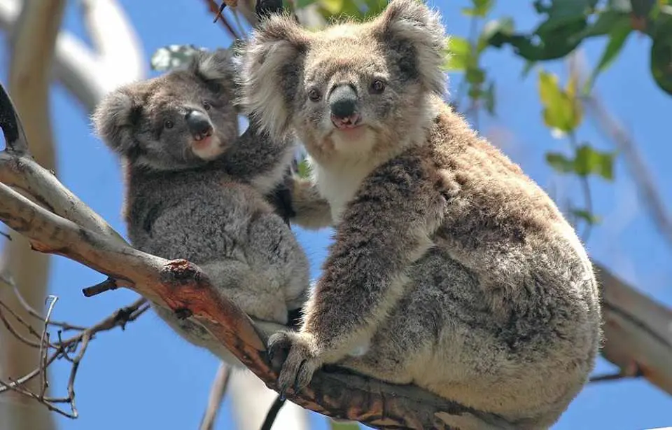 See iconic Australian Wildlife at Healesville Sanctuary