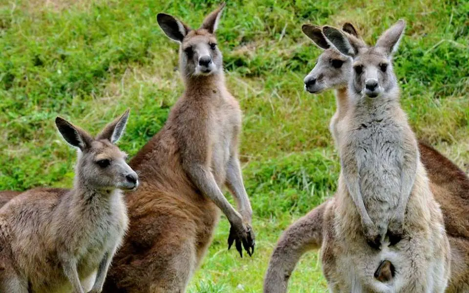 See iconic Australian Wildlife at Healesville Sanctuary