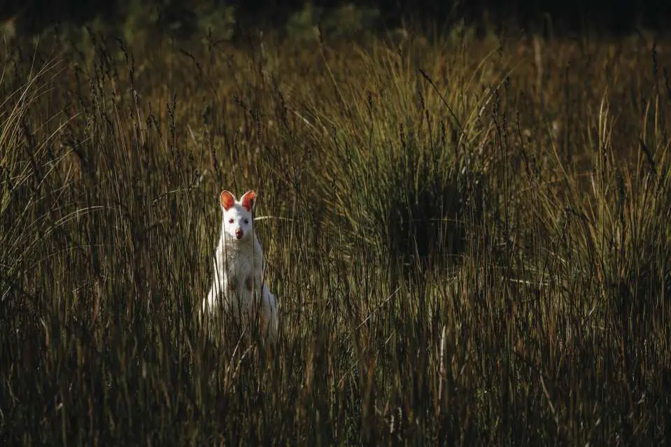 Wild white kangaroos unique to Bruny Island