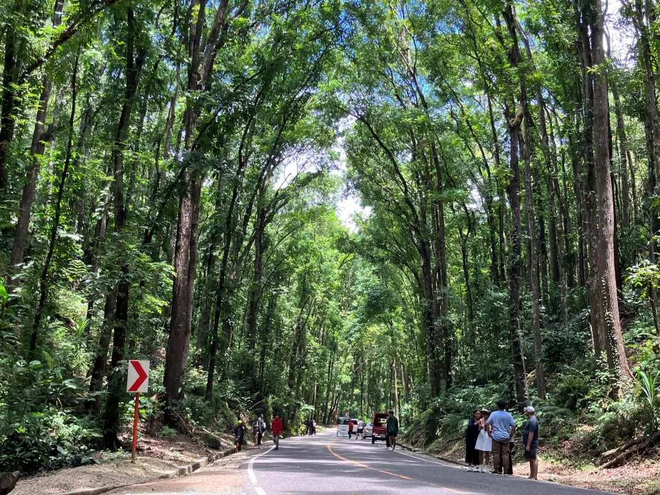 蜿蜒穿梭薄荷岛迷人的人造森林的风景道路，两旁高耸的桃花心木形成天然拱道，是绝佳的拍照地点。