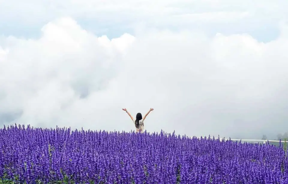 A traveler celebrating in a vast purple flower field in Chiang Mai Mon Cham, with arms outstretched, surrounded by a dramatic sea of clouds, perfect for stunning panoramic photos.