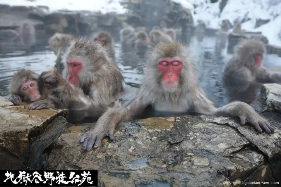 Kanto Nagano Juhyo Hot Spring Two-Day Tour