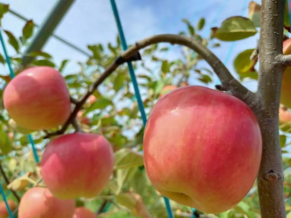 Apple Picking at JR Fruits Park Sendai ARAHAMA