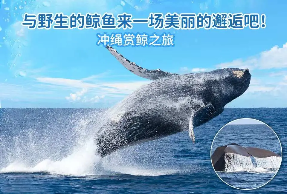 赏鲸活动①（图片来源：网络）