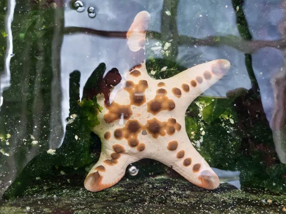 澎湖東海生態池裡，觀賞獨特的棕點海星，體驗生動有趣的潮間帶生態解說。
