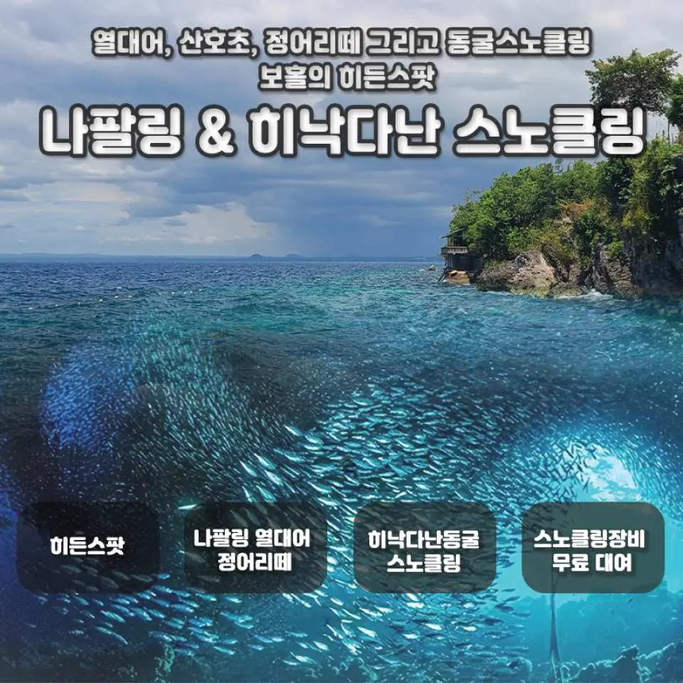 보홀 나팔링 포인트 및 히나그다난 동굴 스노클링 프로모션 배너. 대규모 고등어 떼, 열대어, 산호초를 보여주며 한국인 손님을 위한 무료 스노클링 장비 대여를 강조합니다.