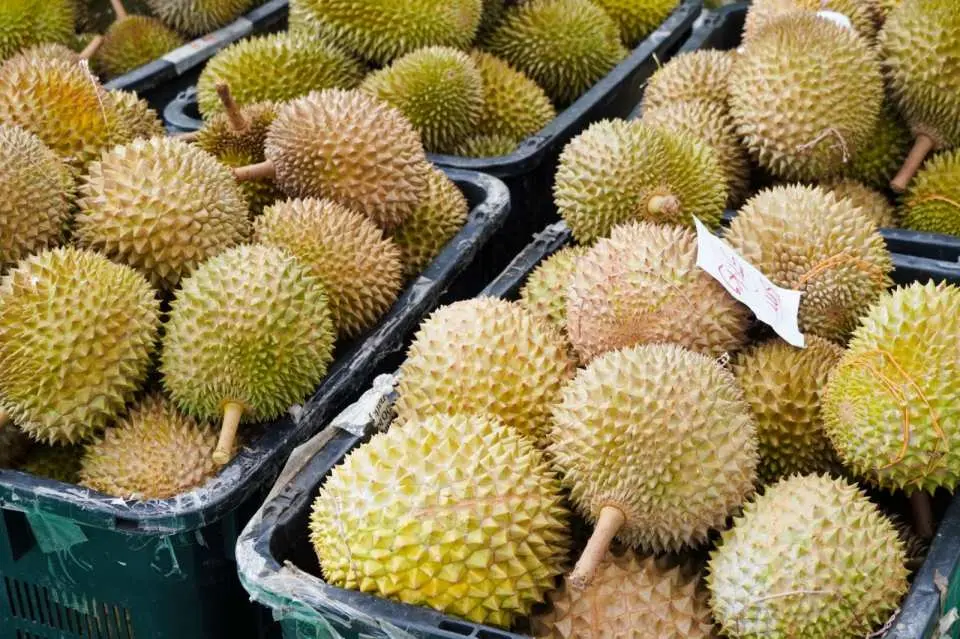 Arrive at the scientific research farm (self-developed Malaysian durian varieties: Musang King, D24, etc.)
