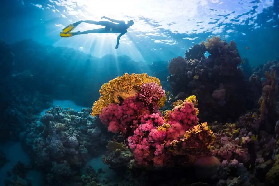 A freediver explores vibrant coral reefs in the crystal-clear waters of Napaling Reef in Panglao, Philippines, with sun rays illuminating the rich marine ecosystem.