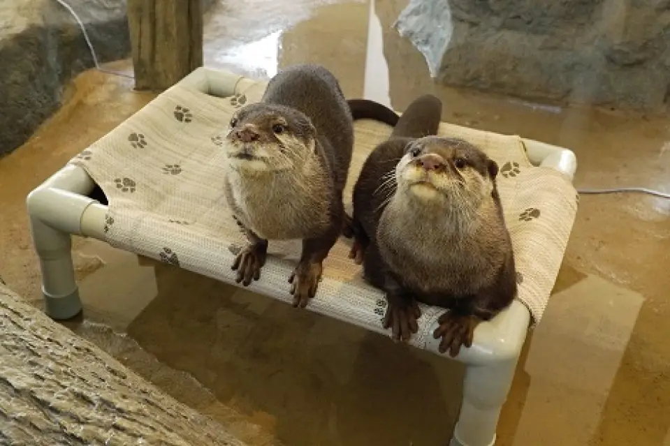 HANA・BIYORI, A New Sensation Flower Park Ticket | Tokyo, Japan