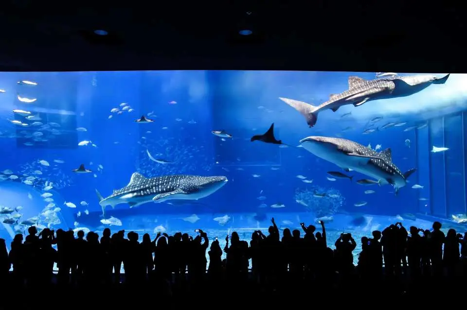 ・推薦景點：美麗海水族館