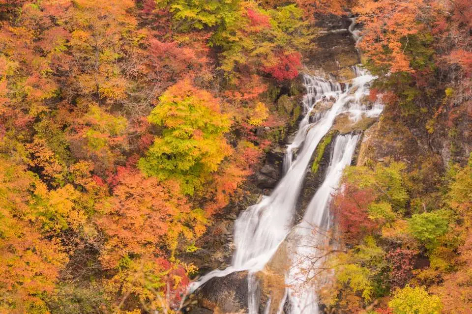 แผนการเดินทางส่วนตัวที่เชื่อมต่อจุดชมใบไม้เปลี่ยนสียอดนิยมของญี่ปุ่น