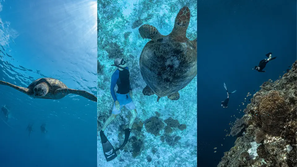 Captivating collage showcasing diverse underwater activities at Balicasag Island, Philippines, including snorkeling with sea turtles and freediving amidst vibrant coral reefs, offering exciting marine adventures.