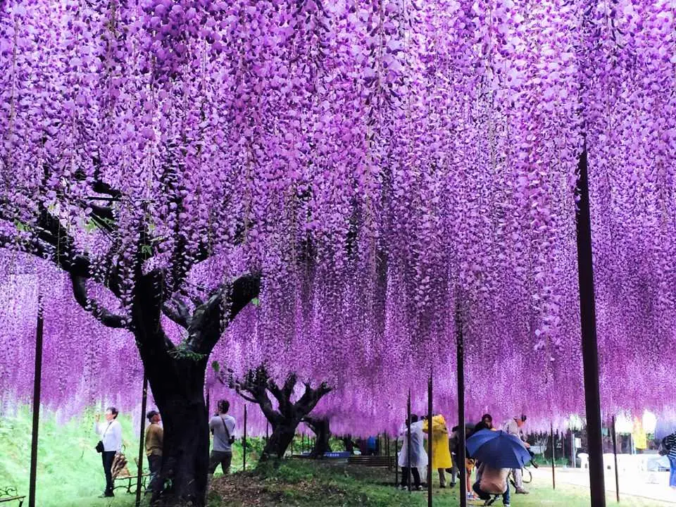 白毫寺，欣賞紫藤花（約60分鐘）