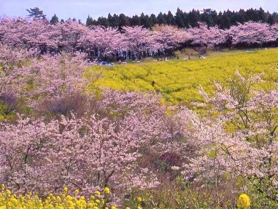 桜