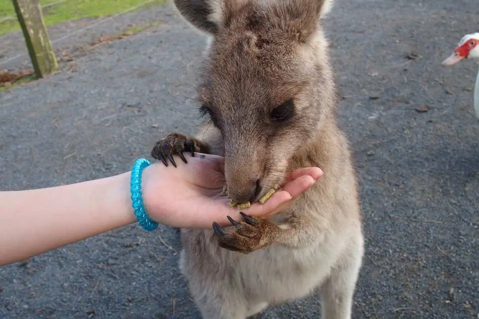 オークベール動物園訪問  コアラと一緒に写真撮影可。カンガルーの餌もお渡しします。