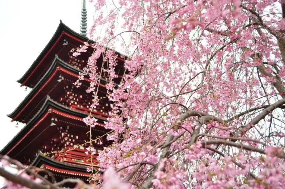 最胜院五层塔位于青森县弘前市金刚山光阳寺内。最胜院是来弘前赏红叶和樱花的中途停留景点。最有名的就是寺内有一座被称为“东北最美宝塔”的宝塔。五层宝塔
