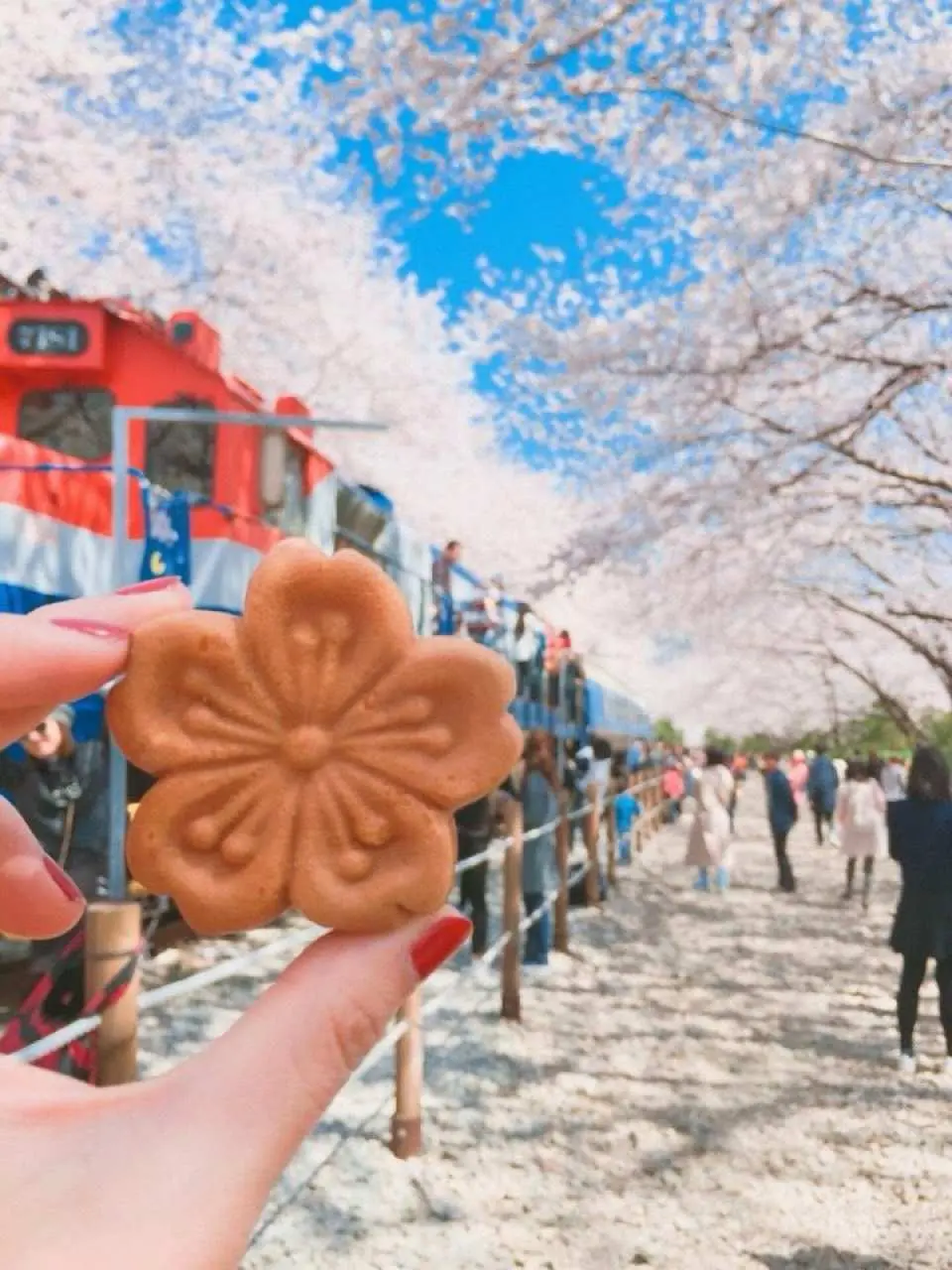 鎮海名物 櫻花餅
