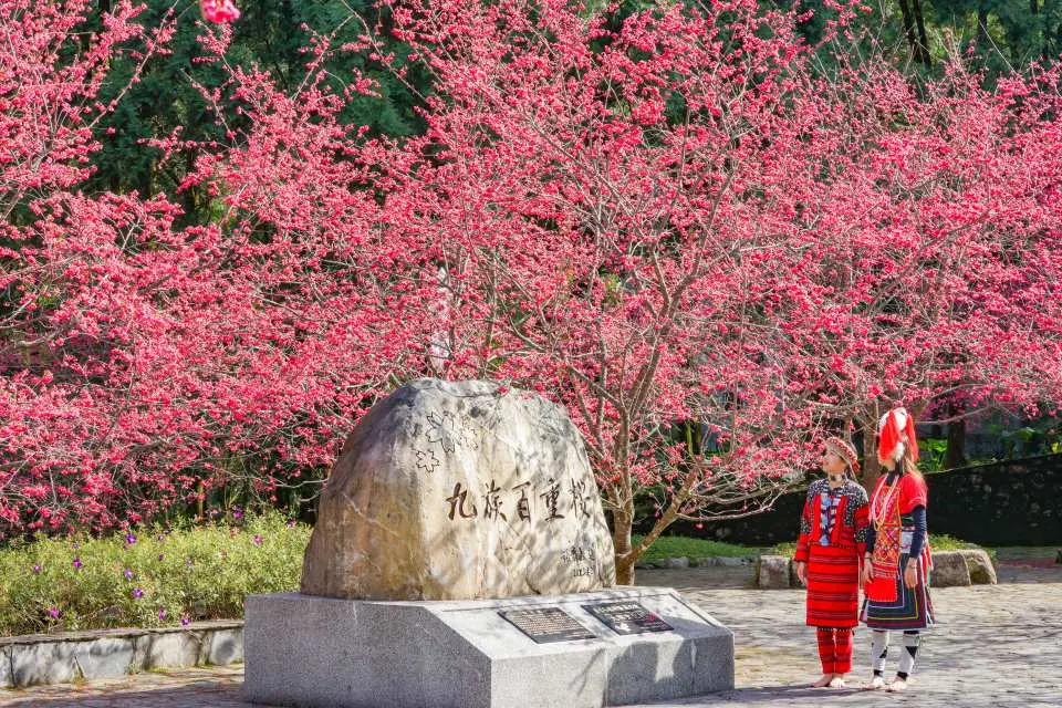 2026樱花祭正式开跑，快跟著三五好友一起樱花祭漫游九族文化村，制造难忘的回忆吧！