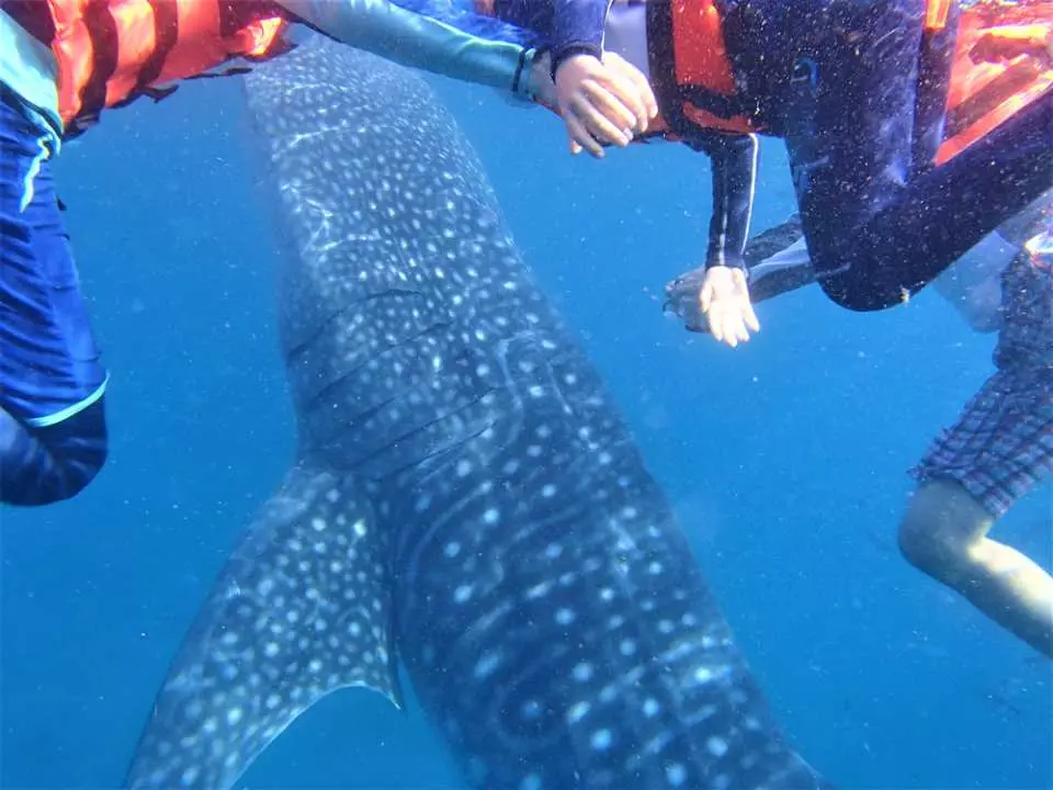 Enjoy a once in a lifetime experience in diving with whalesharks