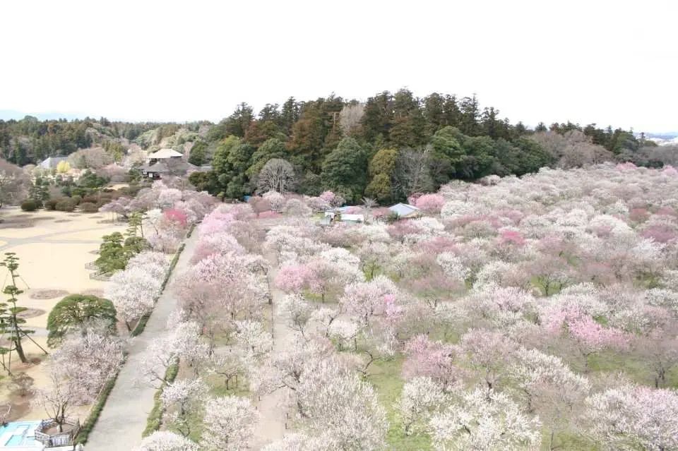 There are about 3,000 plum trees of about 100 varieties planted in Kairakuen, and it is crowded with tourists in early spring.