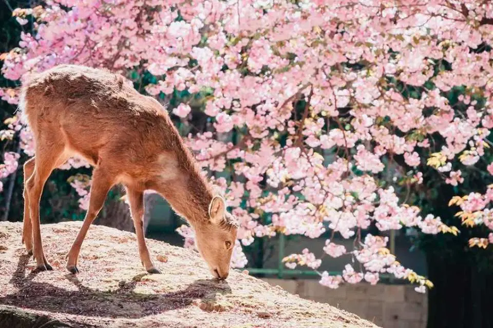 奈良公園（停留90分鐘）
推薦行程：東大寺