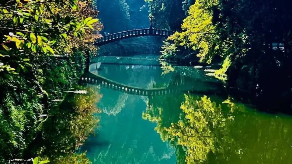 杉林溪水杉在陽光下更顯燦爛金黃 ( 季節限定 )