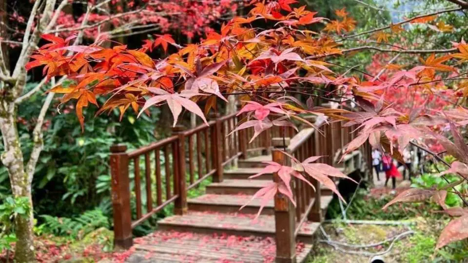 秋季賞楓心曠神怡 ( 季節限定 )
