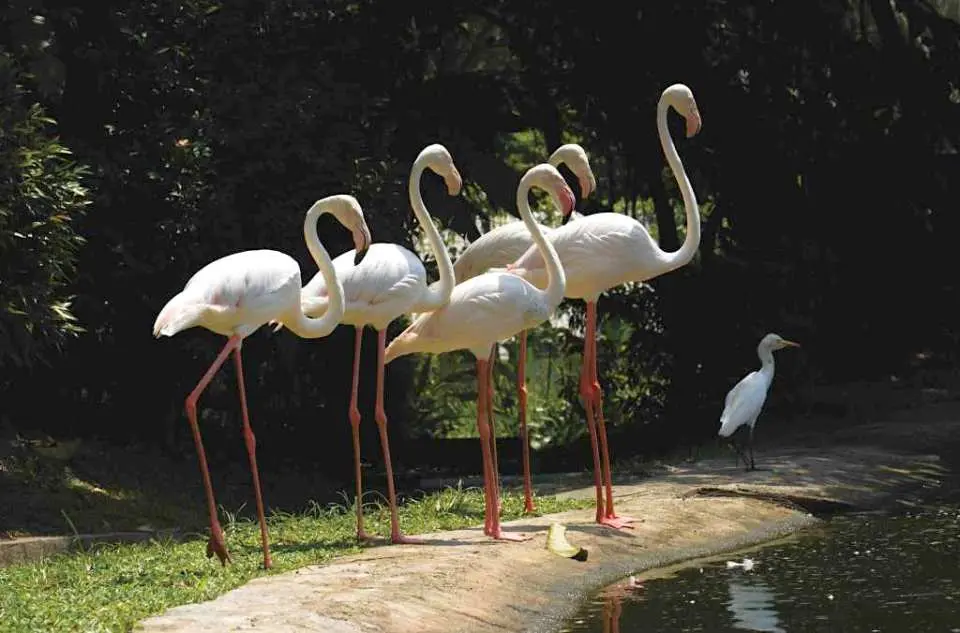 吉隆坡飛禽公園內，四隻優雅的粉紅紅鶴佇立於池畔，展現馬來西亞生態公園中美麗的水鳥風光。