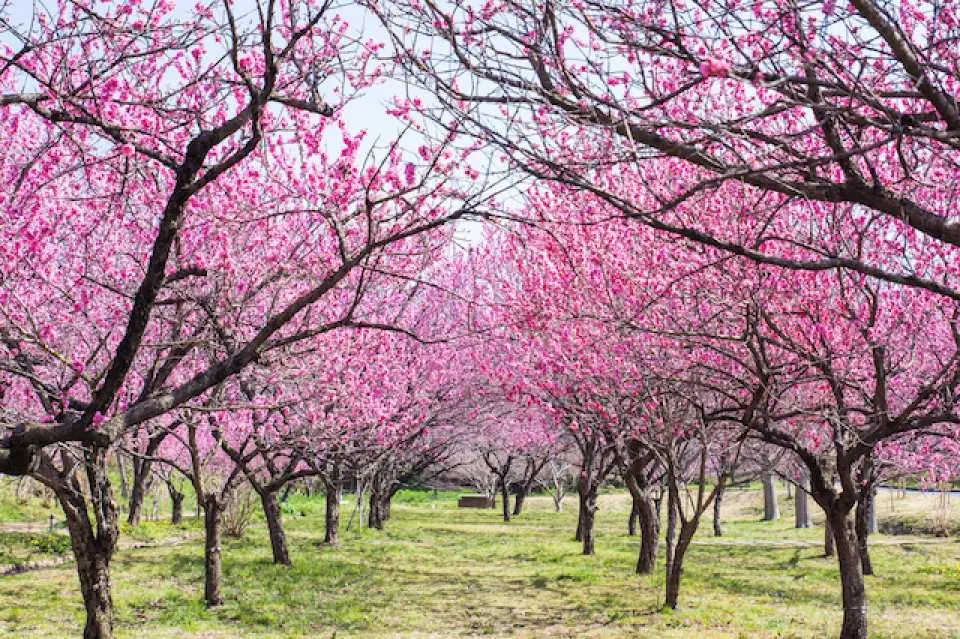 古河公方公園（5 種桃花盛開的桃源鄉／約60 分鐘）